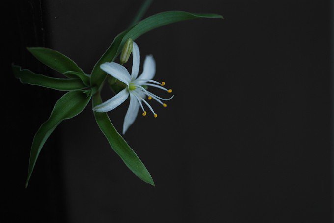 ST