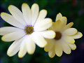 ST