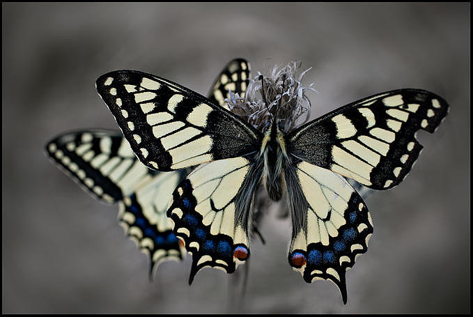 Mariposa de Otoño