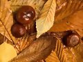 oto&ntilde;o