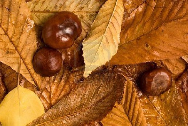 otoño