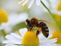 la abeja