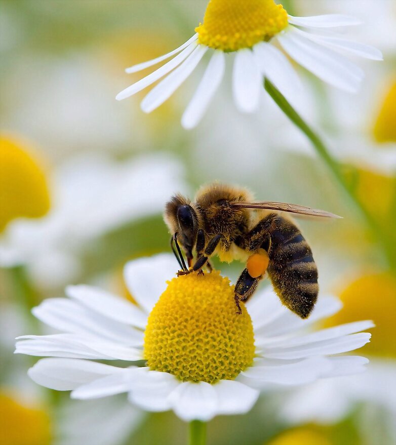 la abeja