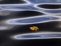hoja flotante