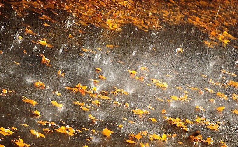 lluvia sobre hojas