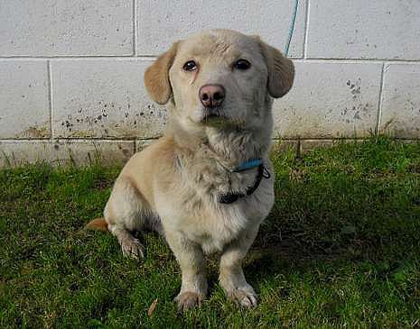 Delito de maltrato animal