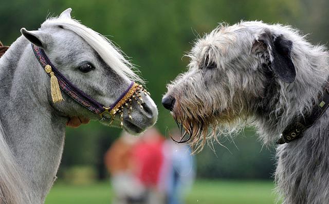 Crueldad con los animales