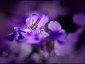 ST