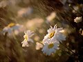 La flor del aire