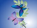 mariposa