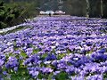 do&ntilde;a primavera