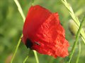 amapola
