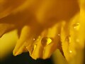 gotas de rocio