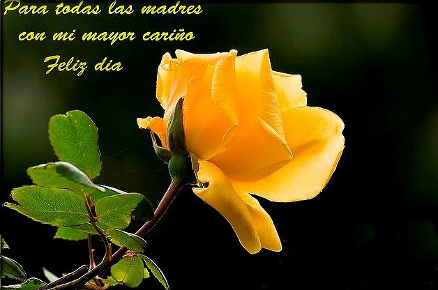 feliz dia