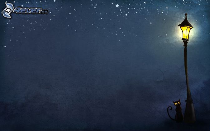 Gatos nocturnos