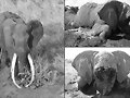 Satao