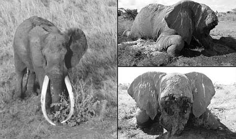 Satao