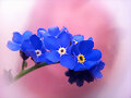 ST