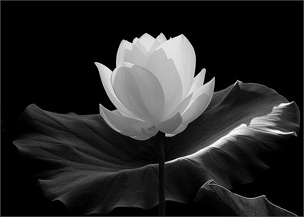 flor de loto