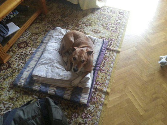 Muerto el perro, no se acabó la rabia