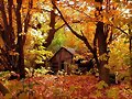 oto&ntilde;o