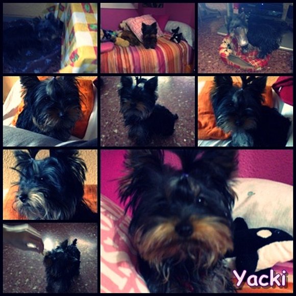 Mi perritoo (L)♥