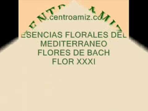 Olmo Blanco o Elm de las Flores de Bach