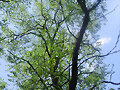 Cielo y Arbol!!!