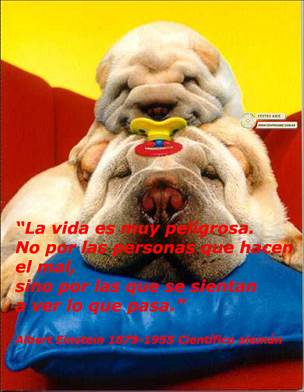 Frase de Albert Einstein 1879-1955