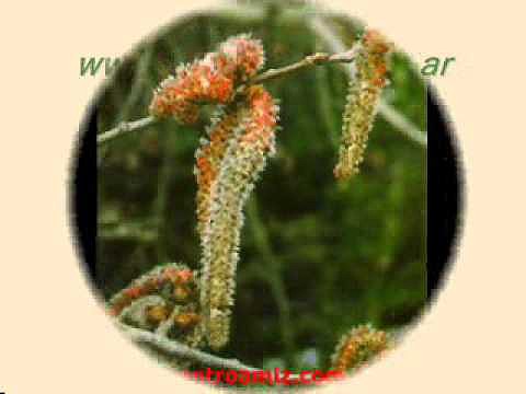 Flores de Bach - Alamo Temblom o Aspen