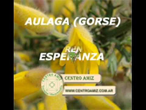 Feliz Primavera con las Flores de Bach