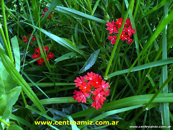 Bella flor silvestre!!!