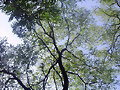 Arbol en el amanecer