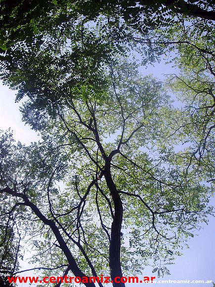 Arbol en el amanecer