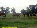 Frase de Gandhi - Caballos en el campo