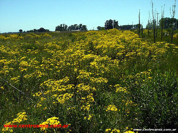 Campo de Margaritas amarillas Frase Pablo Coelho