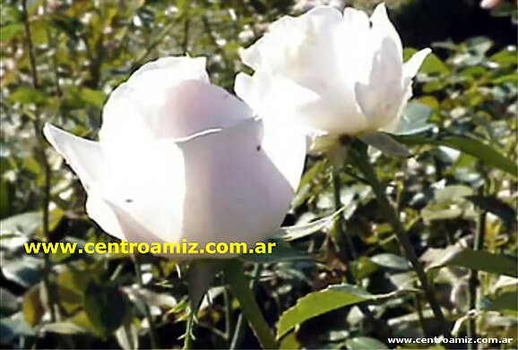 Frase Dr. Edward Bach - Rosa Blanca