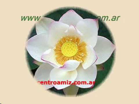 Lotus Nelumbo Nucifera