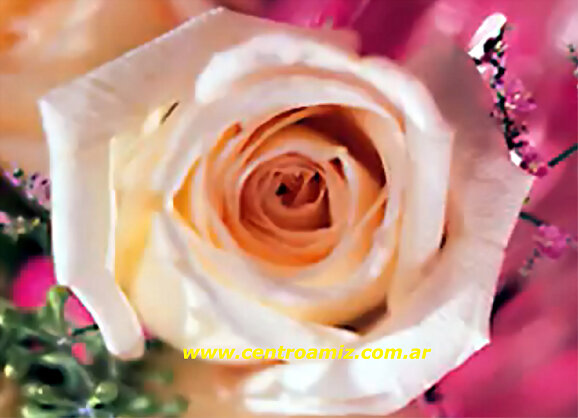 Una Rosa Hermosa para Charo!!!