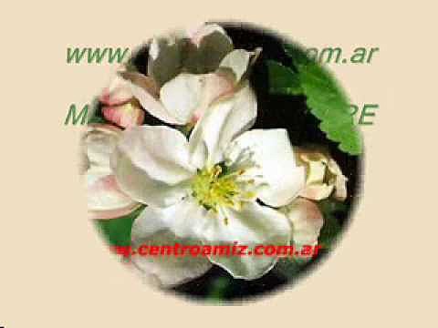 Manzano Silvestre o Crab Apple