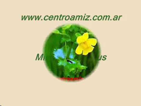 Mimulo o Mimulus