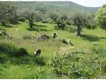 CAMPO 1
