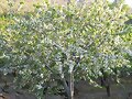 cerezo enflor