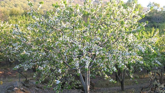 cerezo enflor