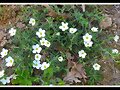 flores silbestres