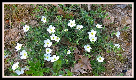 flores silbestres