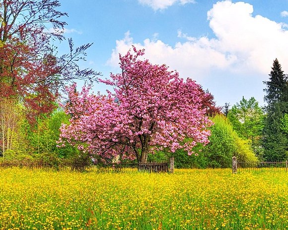cerezos en flor .......