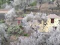 Almendros