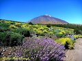 El Teide