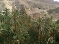 Oasis